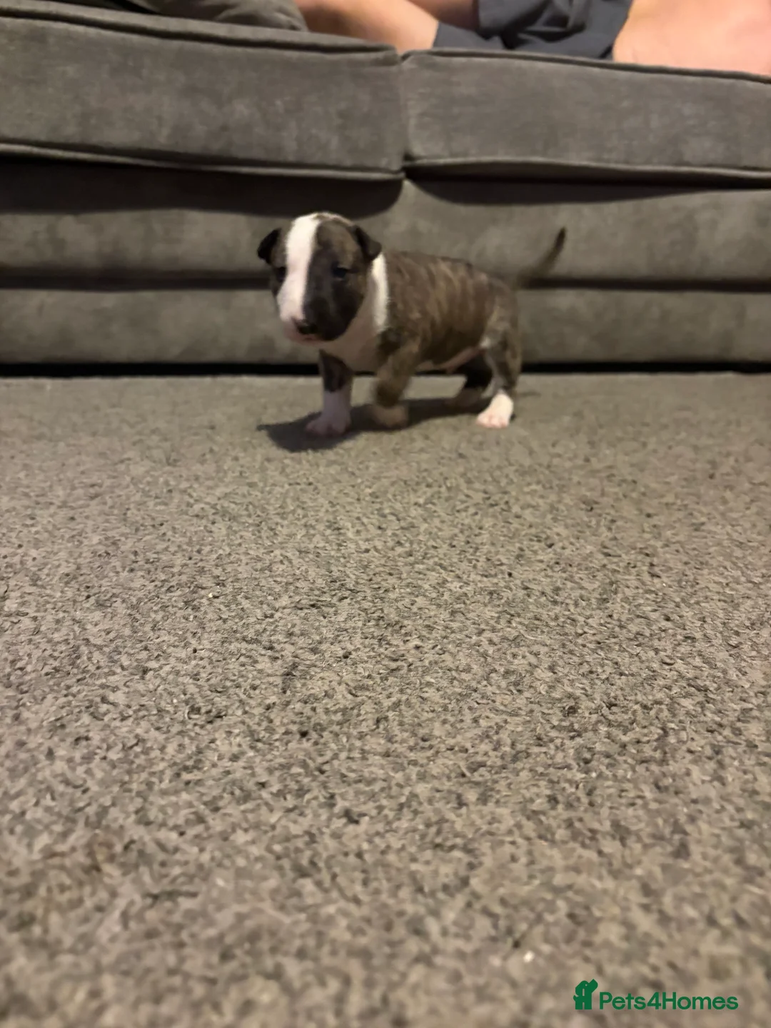 English Bull Terrier dogs for sale: 1 boy English bullterrier available  in Manchester - Advert 2