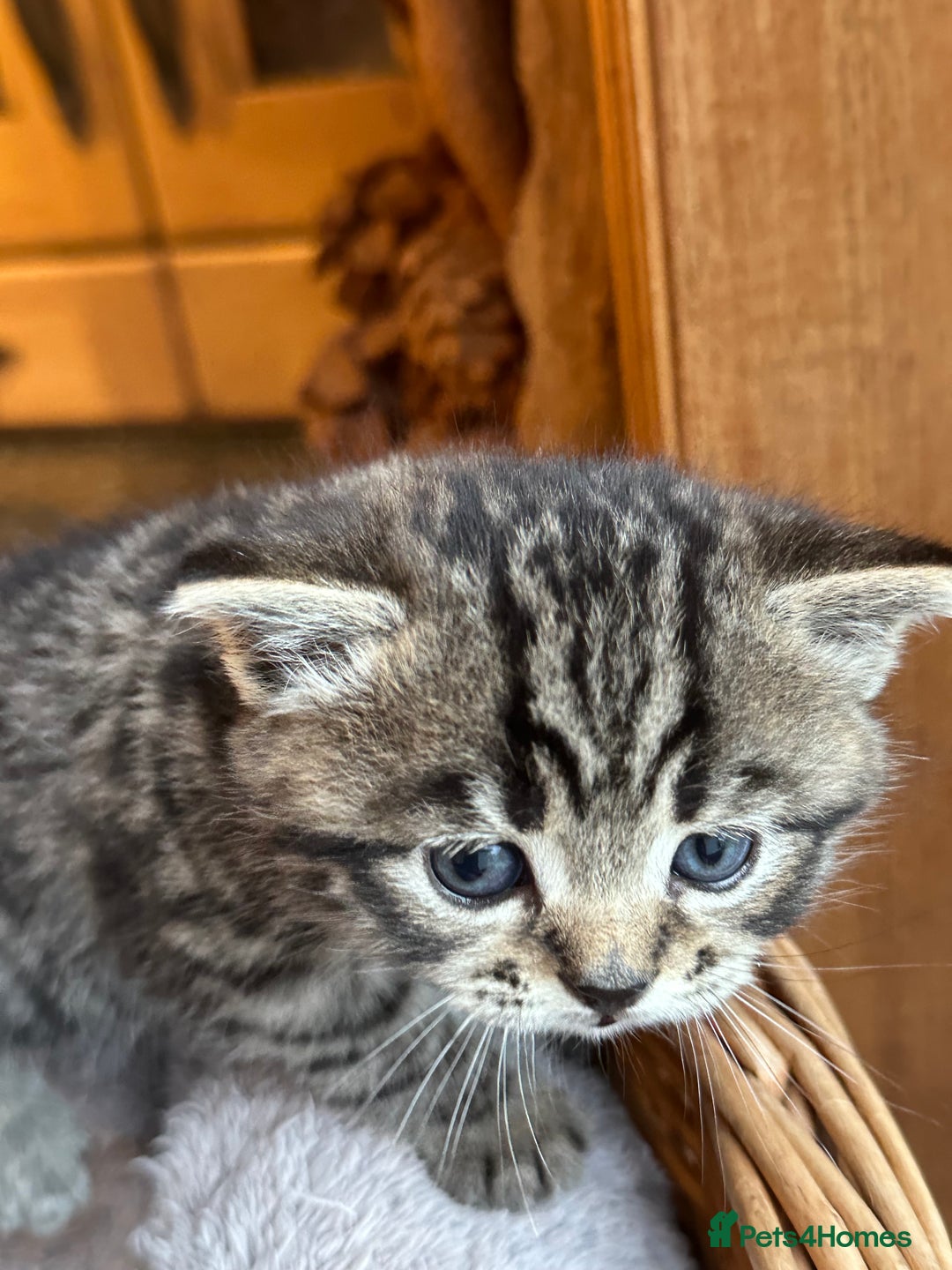 British Shorthair cats for sale: Silver Tabby also Brown Spotted Kittens - Image 16