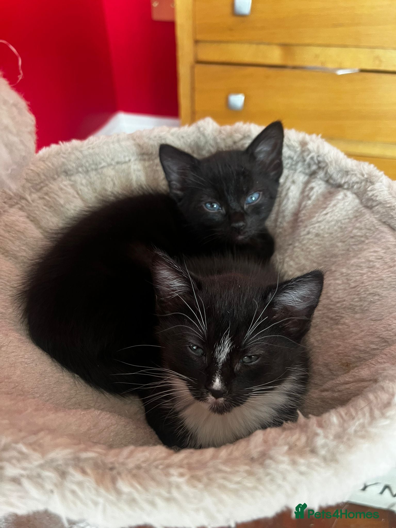 Mixed Breed cats Kittens for Sale - Advert 8