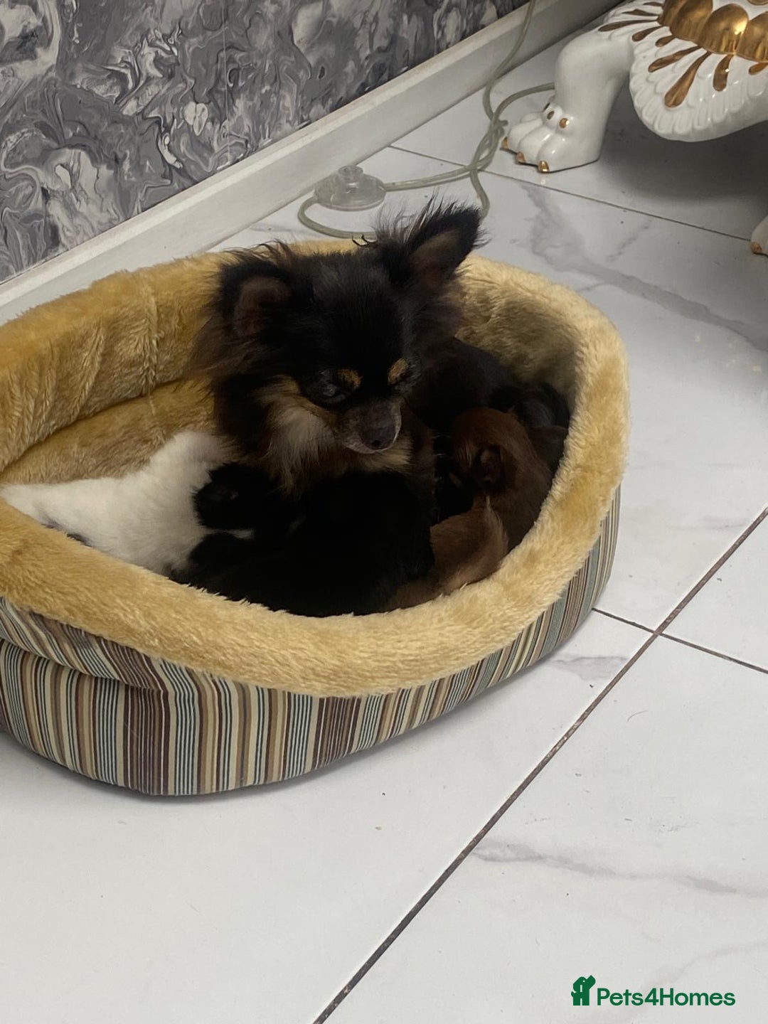 Chihuahua dogs for sale: Micro chihuahua puppies  - Image 8