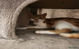 British Shorthair cats for sale: Beautiful ginger and white female cat - Image 6