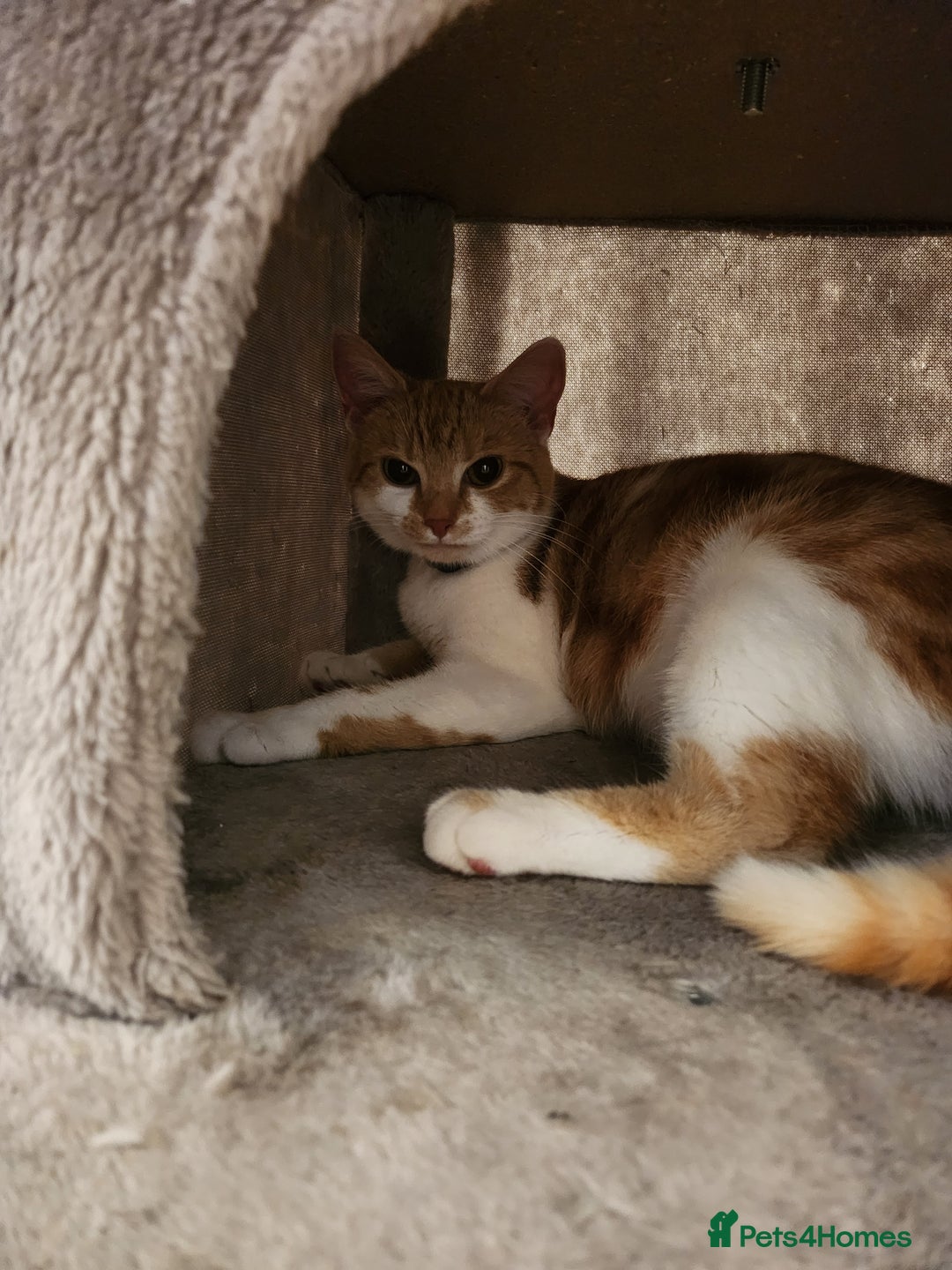British Shorthair cats for sale: Beautiful ginger and white female cat - Image 6