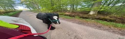 Irish Cob horses for sale: Marley in Dundee - Advert 6