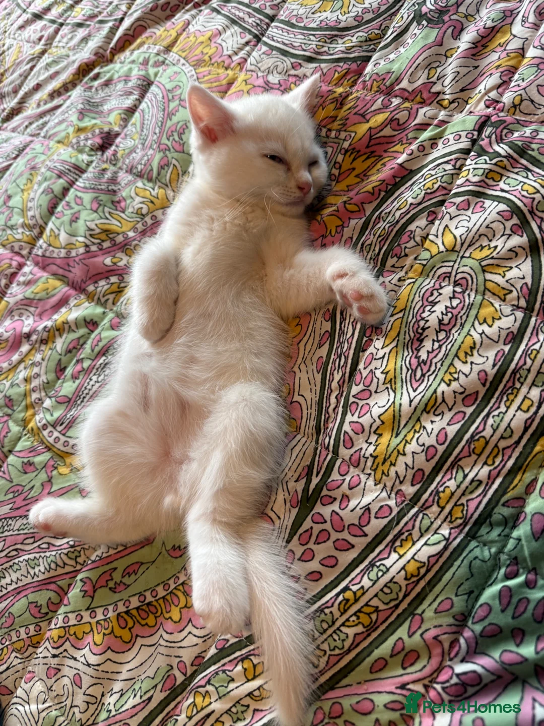 Scottish Fold cats for sale: Beautiful friendly kittens. - Advert 7