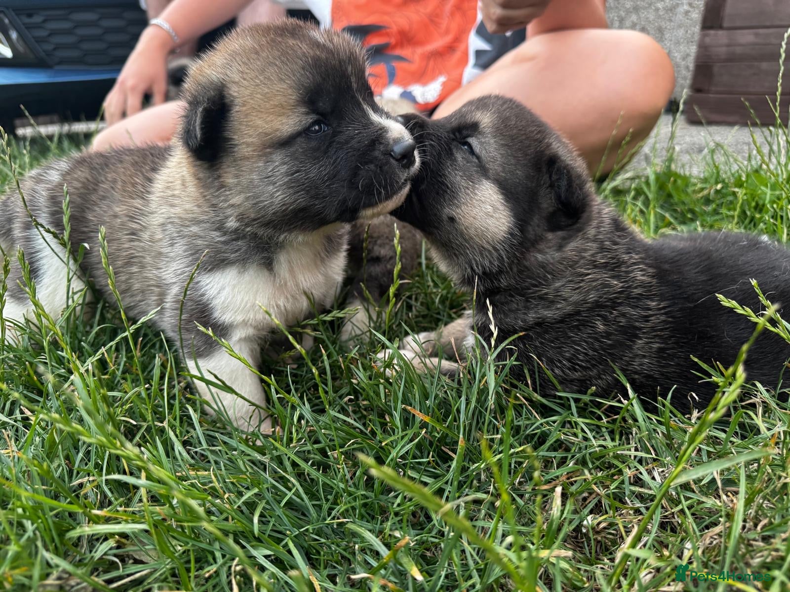 Akita dogs Akita puppy’s  - Advert 7