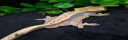 Gecko reptiles for sale: Beautiful Crested Gecko's ready for new homes  - Advert 2