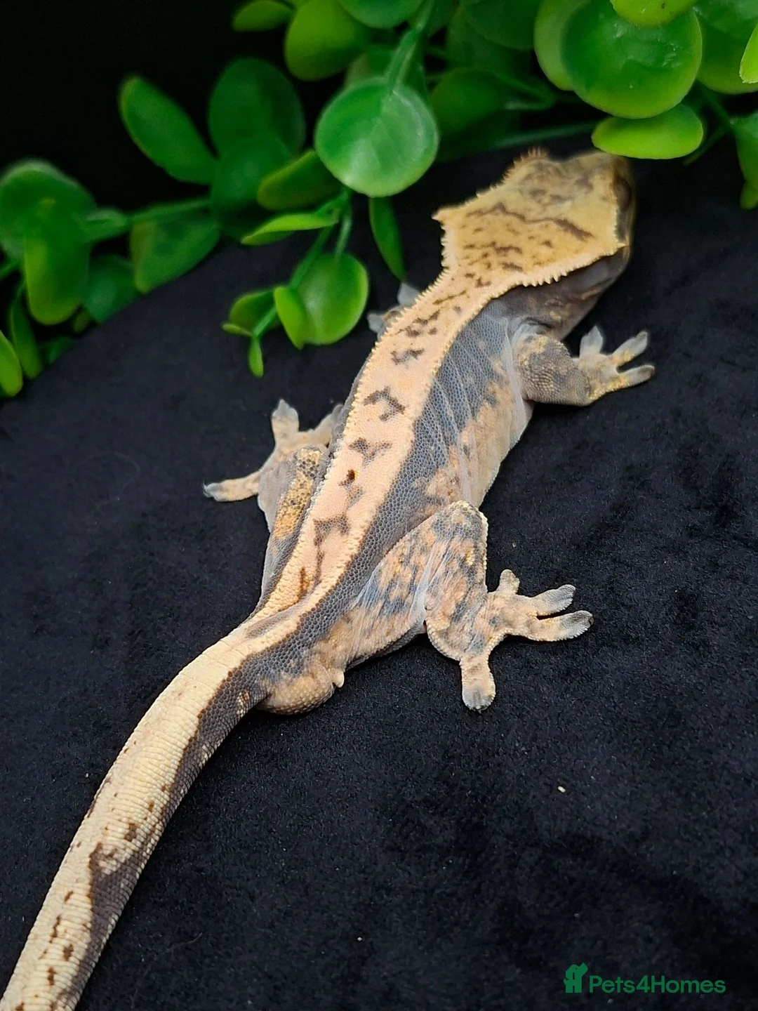 Gecko reptiles for sale: Beautiful Crested Gecko's ready for new homes  - Advert 2