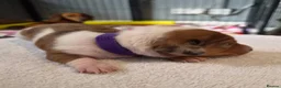 Miniature Dachshund dogs for sale: Miniature Dachshunds (short-haired) - Advert 22