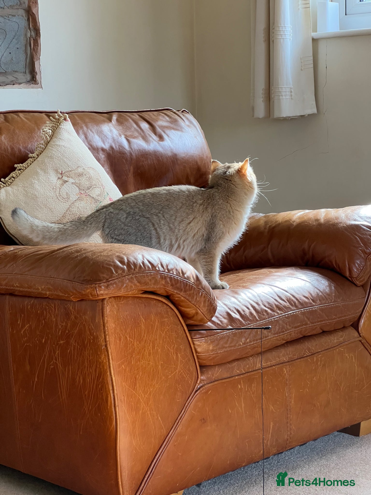 British Shorthair cats Tica Reg ACTIVE bsh Female - Advert 2