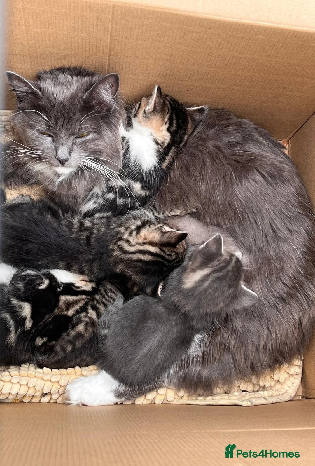 Mixed Breed cats for sale: Beautiful tabby kittens  in Loughton - Advert 2