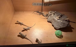Bearded Dragon reptiles for sale: Bearded Dragon Babies - Image 7