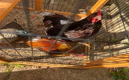 Chickens poultry for sale: 2 Rhode Island’s  - Image 3