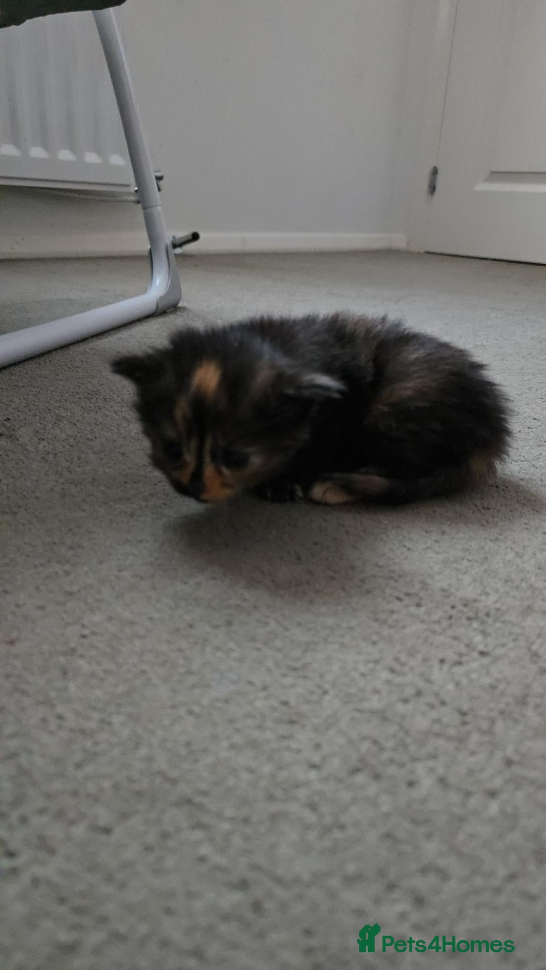 Nebelung cats 1 Beautiful Kitten left!! - Advert 1