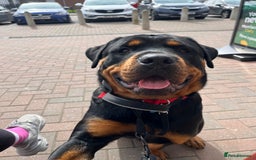 Rottweiler dogs for sale: Cuddly, Super Friendly Rottie for Sale - Image 3