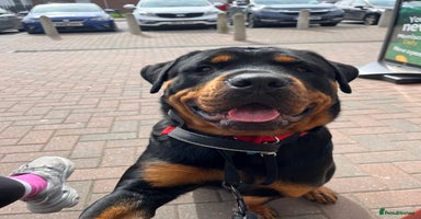 Rottweiler dogs - Advert 9