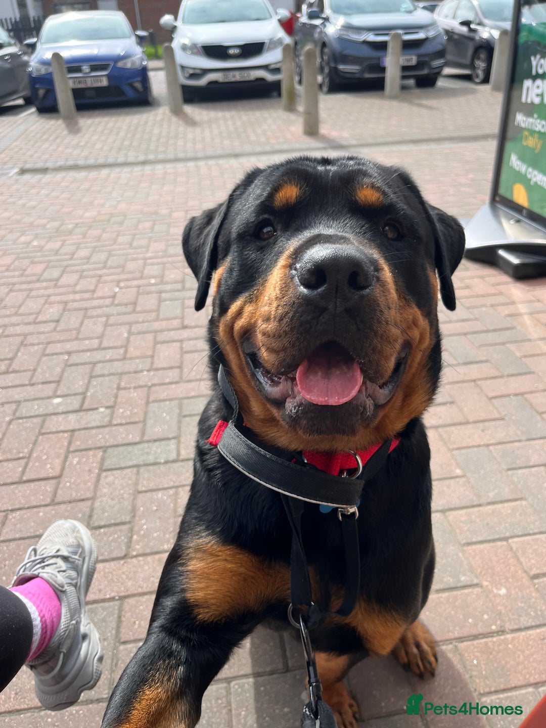 Rottweiler dogs for sale: Cuddly, Super Friendly Rottie for Sale - Image 3