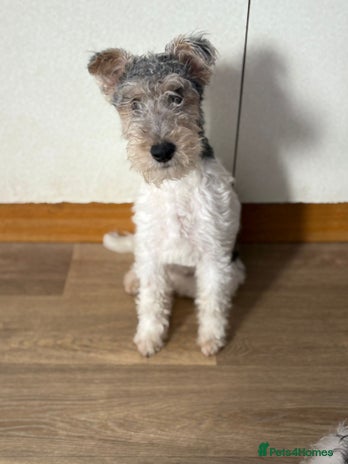 Fox Terrier dogs - Advert 2