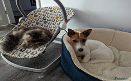 Jack Russell dogs for sale: Friendly Jack Russell  - Image 6