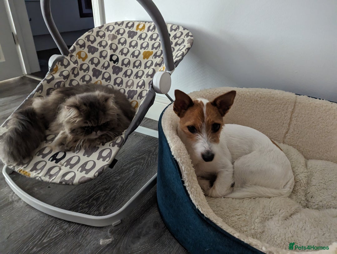 Jack Russell dogs for sale: Friendly Jack Russell  - Image 6