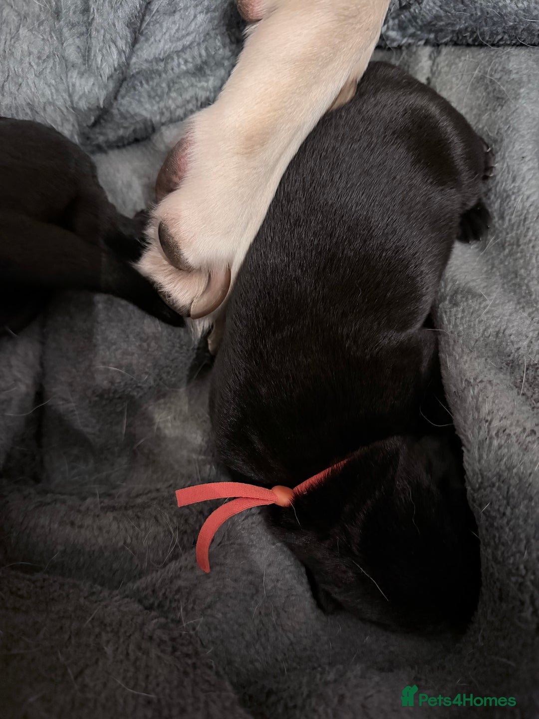 Labrador Retriever dogs for sale: 10 stunning KC reg black and yellow - Advert 6