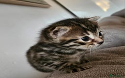 Bengal cats for sale: Bengal beauties - Image 3