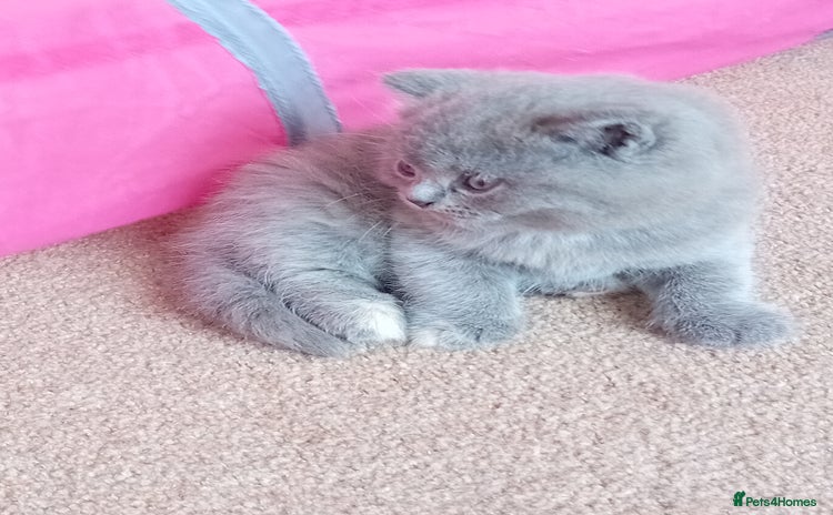British Shorthair cats - Advert 7