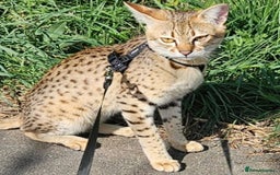 Savannah cats for sale: Savannah cat - Image 2