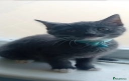 Mixed Breed cats for sale: British shorthair cross boy - Image 2