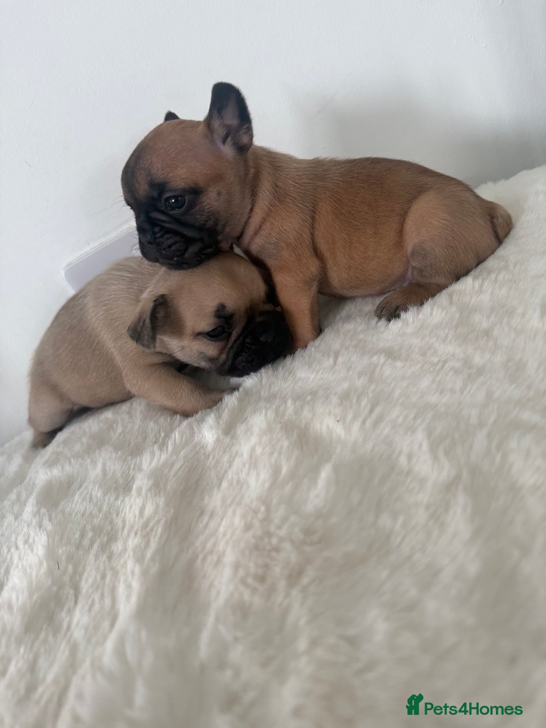 French Bulldog dogs for sale: Two beautiful girls still available  - Image 5
