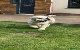 Saint Bernard dogs for sale: Last beautiful female St Bernard puppy for sale.  - Image 5