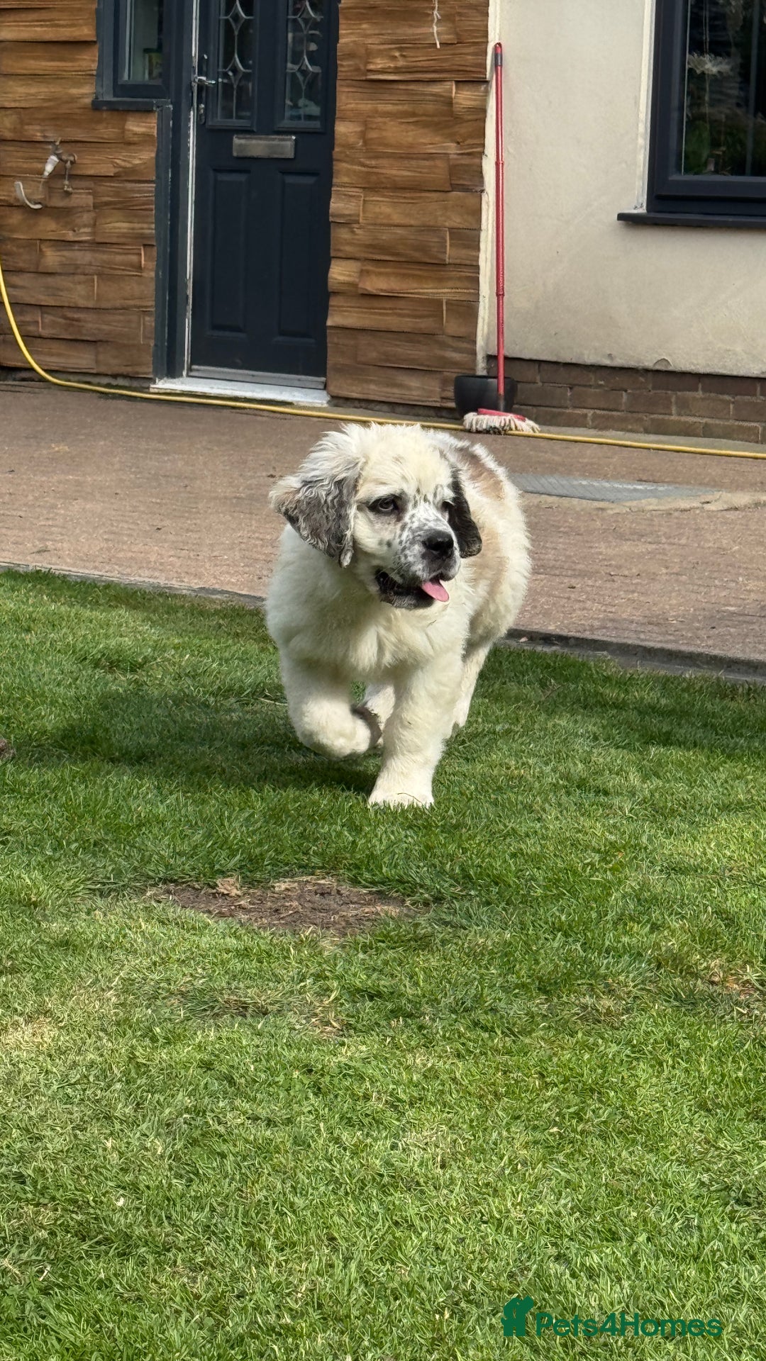 Saint Bernard dogs for sale: Last beautiful female St Bernard puppy for sale.  - Image 5