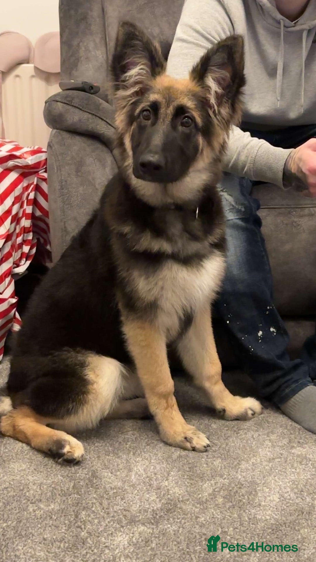 German Shepherd dogs for sale: German shepherd  - Advert 1