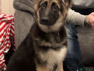 German Shepherd dogs German shepherd - Advert 1