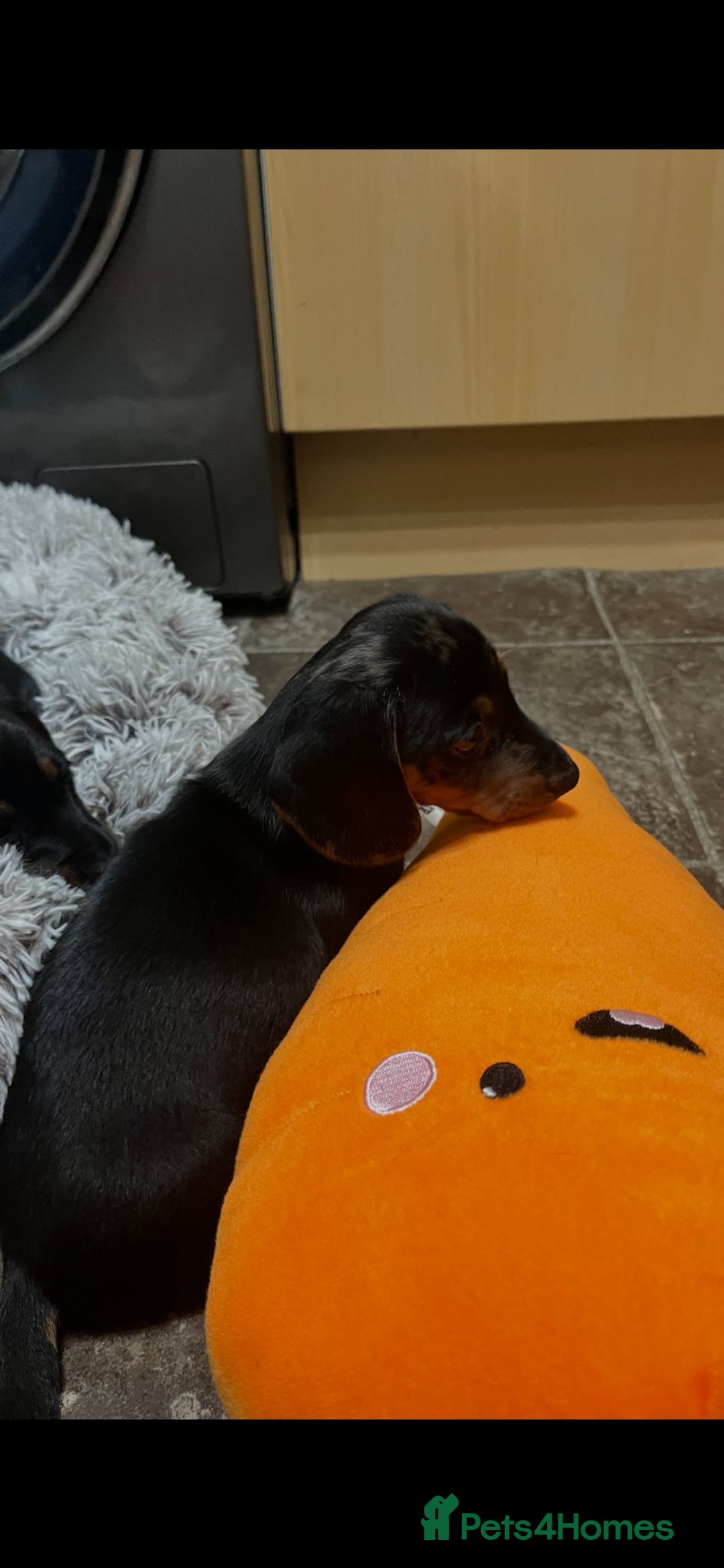 Dachshund dogs for sale: Mini dachshund puppies - Image 4