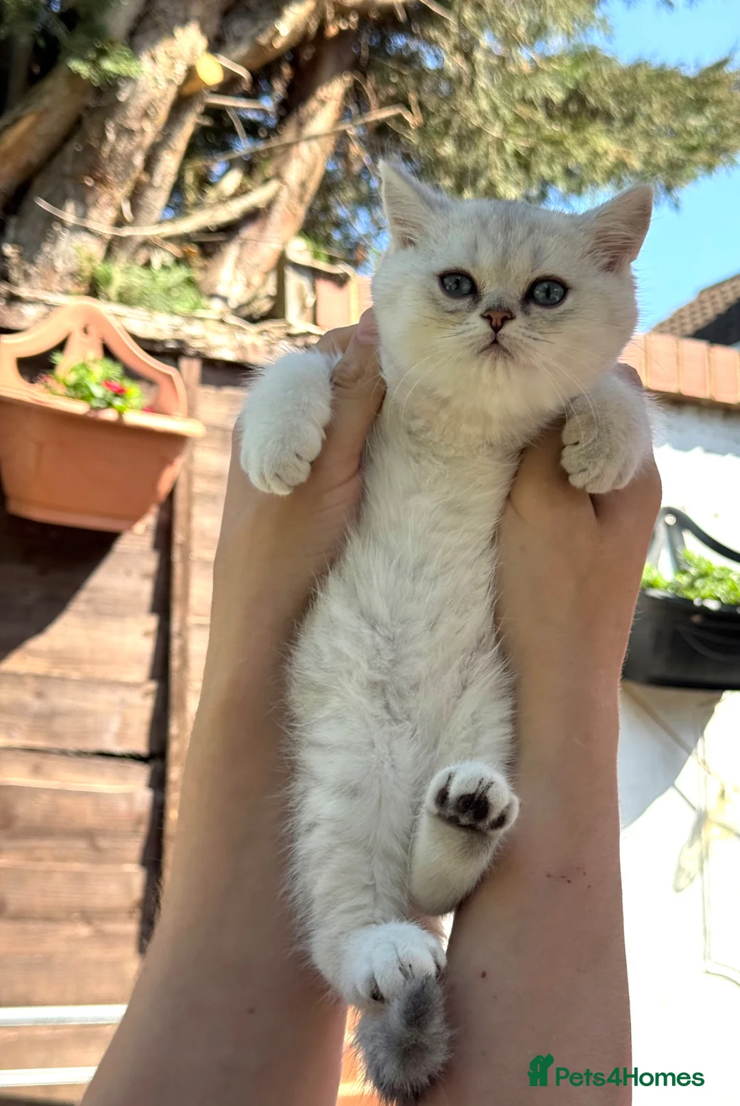 Scottish Fold cats for sale: REDUCED ❗️1 Male Scottish Straight Kitten - Advert 2