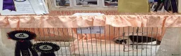 Oriental cats for sale: Grand Champion girl needs a retirement home - Advert 6