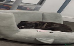 Mixed Breed dogs for sale: Roxie 9weeks old staffy x bandog  - Advert 3