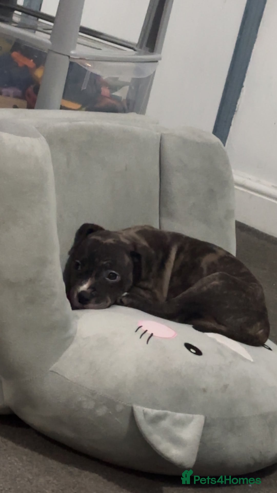 Mixed Breed dogs for sale: Roxie 9weeks old staffy x bandog  - Advert 3