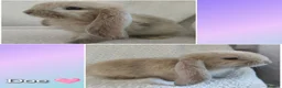 French Lop rabbits for sale: Giant french lops  - Advert 9