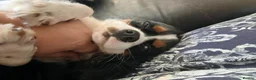Cavalier King Charles Spaniel dogs for sale: Male Puppy for sale - Advert 12