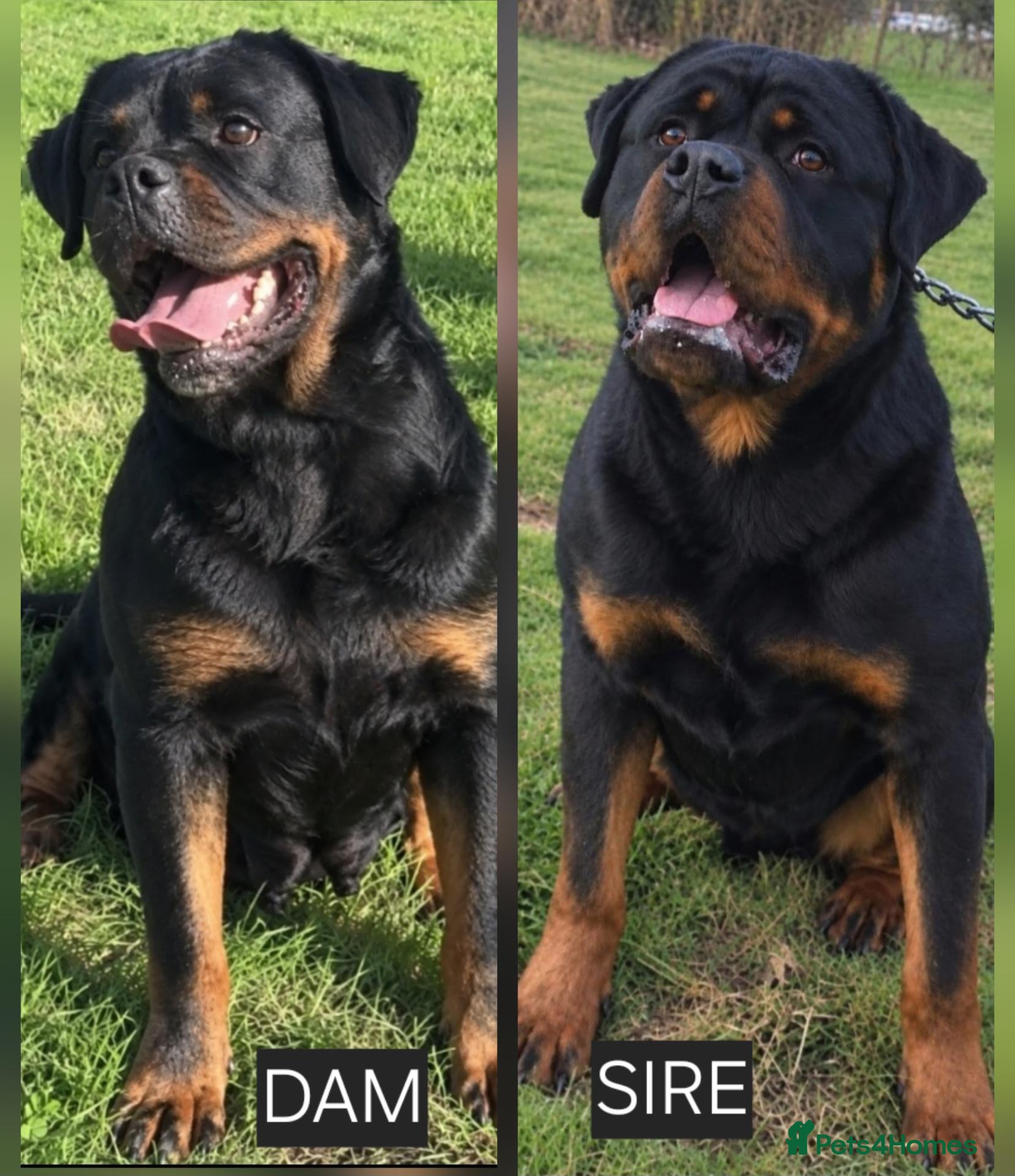 Rottweiler dogs Exceptional Rottweiler Puppies - Advert 1