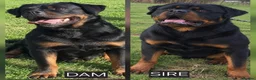 Rottweiler dogs for sale: Exceptional Rottweiler Puppies - Advert 1