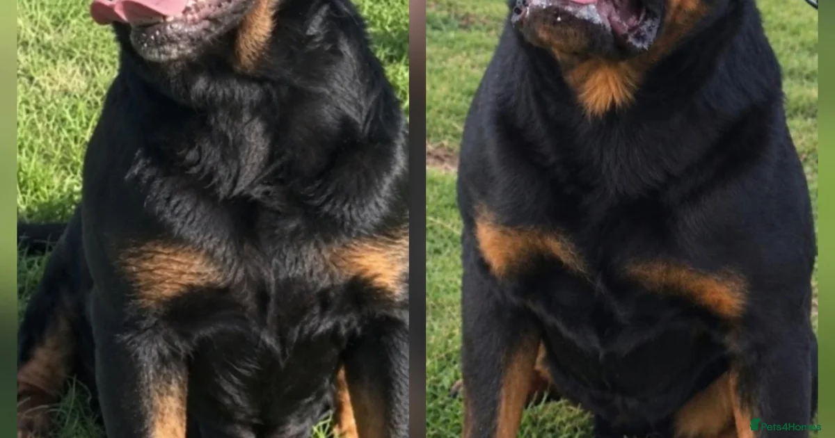 Other Color Rottweiler Rottweiler Puppies for sale in England | Pets4Homes