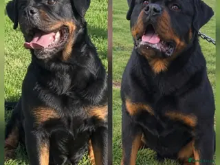 Rottweiler dogs Exceptional Rottweiler Puppies - Advert 6