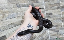 King Snake reptiles for sale: Male Mexican Black Kingsnake - Advert 4