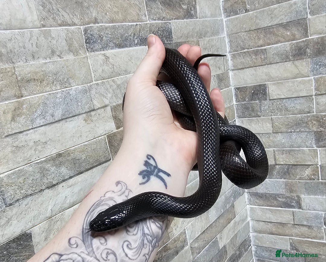 King Snake reptiles for sale: Male Mexican Black Kingsnake - Advert 4