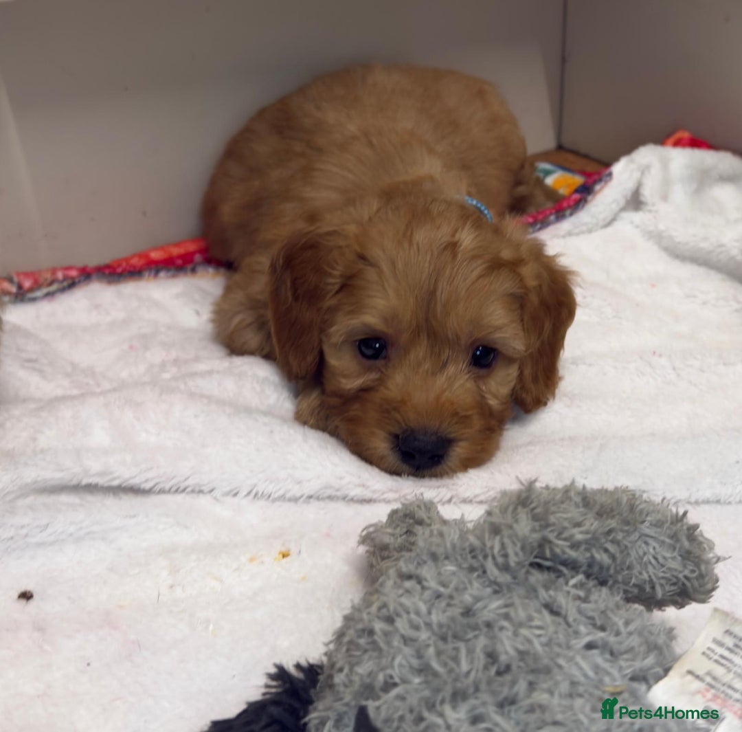 Cockapoo dogs for sale: Bred From Health Tested Parents - Advert 30