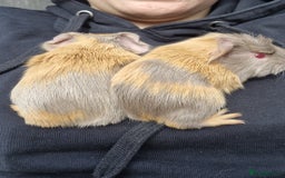 Guinea Pig rodents for sale: Two bond brothers / will ready end of oct  - Image 3