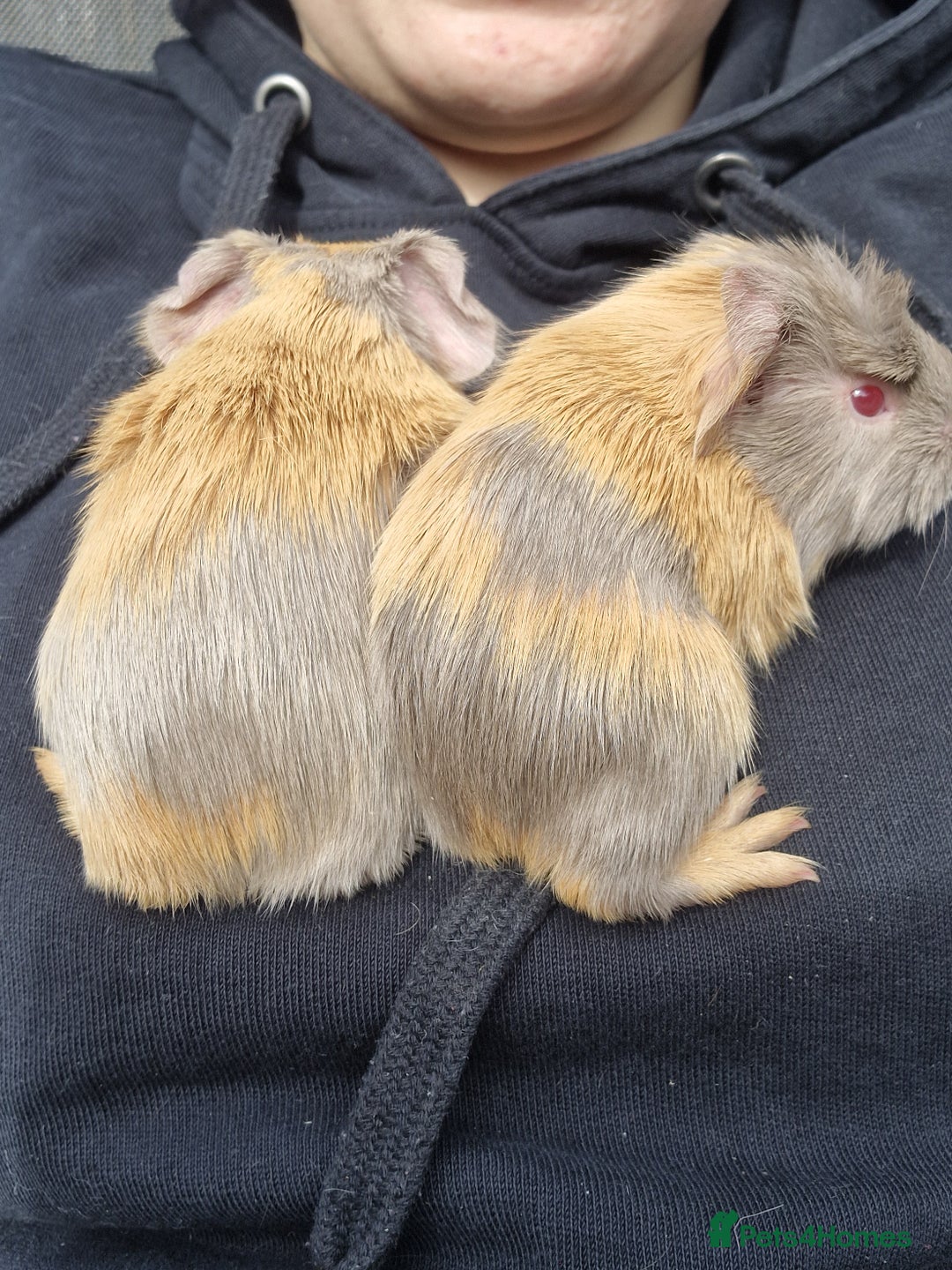 Guinea Pig rodents for sale: Two bond brothers / will ready end of oct  - Image 3