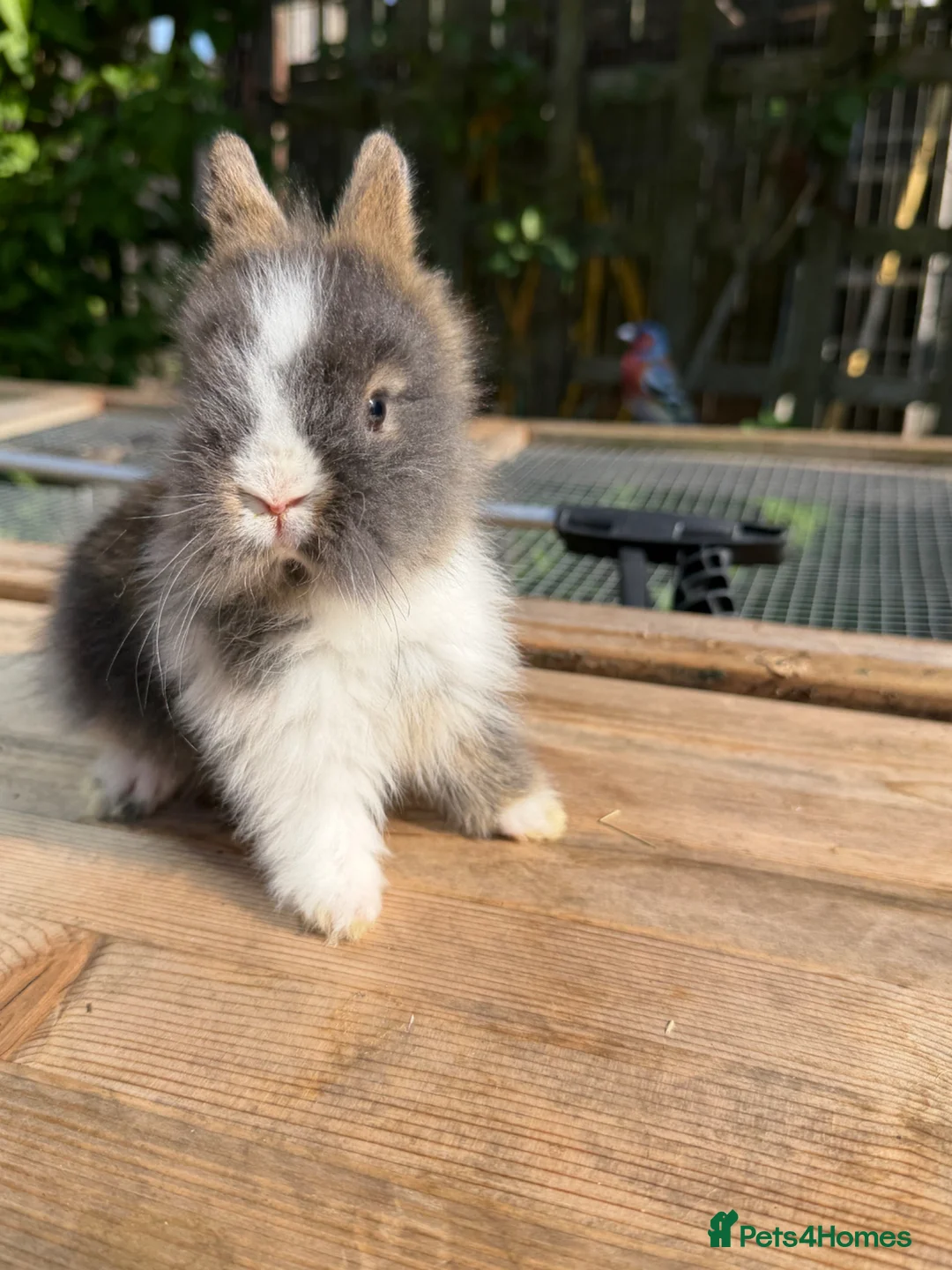 Lionhead rabbits for sale: Beautiful baby lionheads  - Advert 8